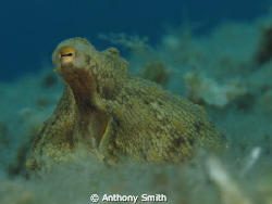 Octopus.... by Anthony Smith 